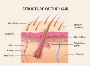 structure of Hair